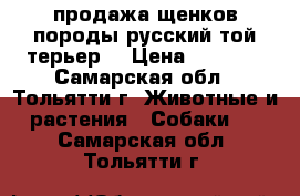 продажа щенков породы русский той-терьер  › Цена ­ 4 500 - Самарская обл., Тольятти г. Животные и растения » Собаки   . Самарская обл.,Тольятти г.